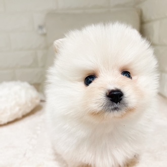 東京都のポメラニアン (犬の家＆猫の里新宿店/2026年2月23日生まれ/男の子/クリーム)の子犬の2枚目の画像
