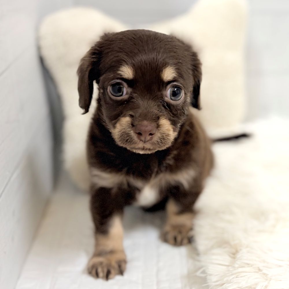 愛知県のチワックス(チワワ×ダックス) (犬の家＆猫の里豊田店/2026年2月23日生まれ/女の子/チョコレートタン)の子犬の2枚目の画像