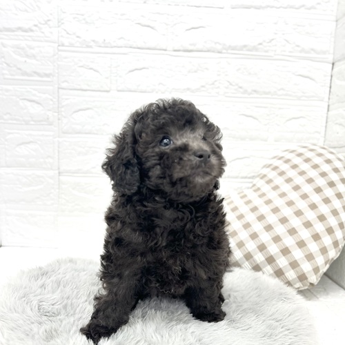 愛知県のトイプードル(トイ) (犬の家＆猫の里豊川インター店/2026年2月23日生まれ/男の子/シルバー)の子犬の1枚目の画像