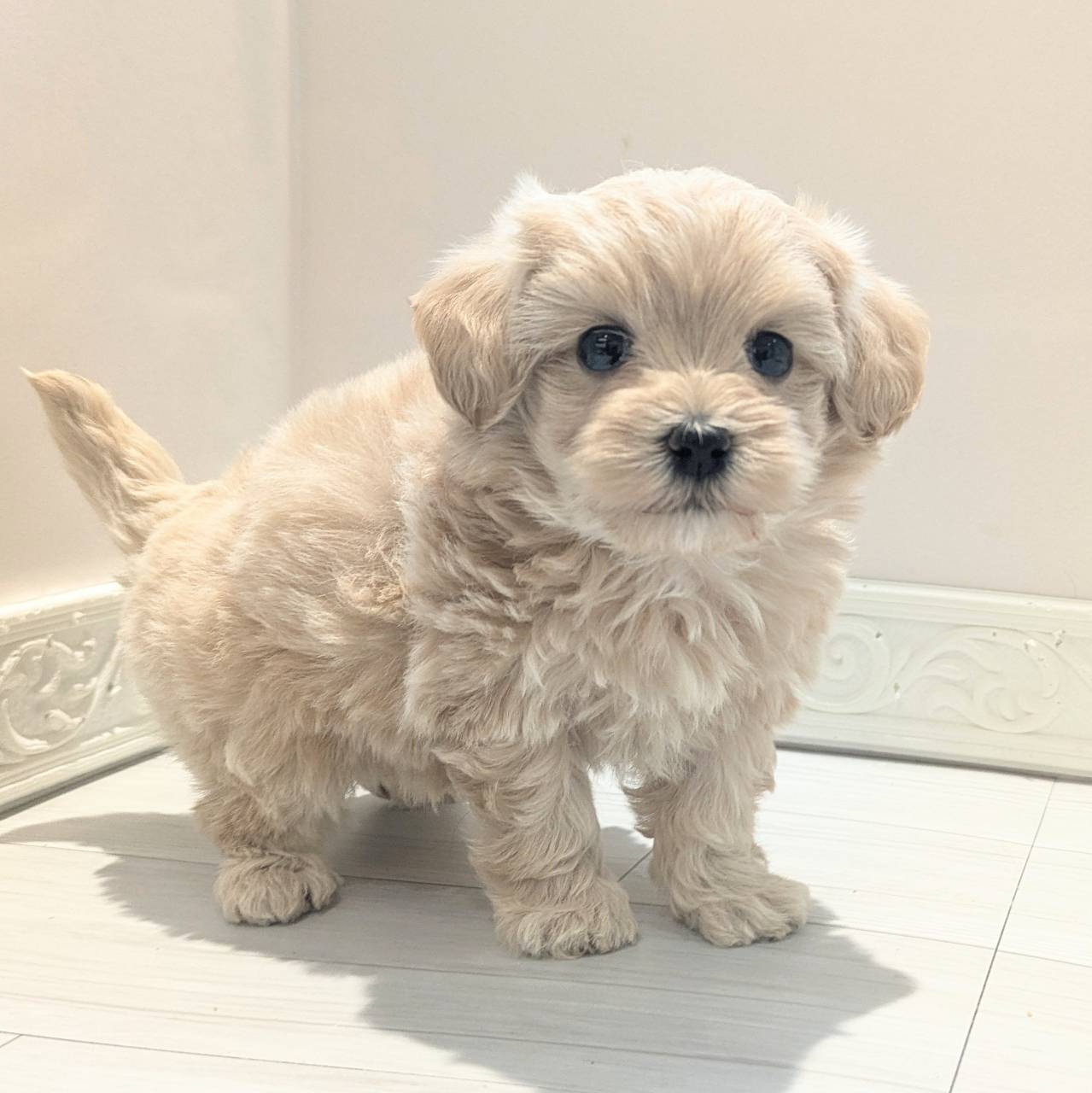 ハーフ犬女の子の写真