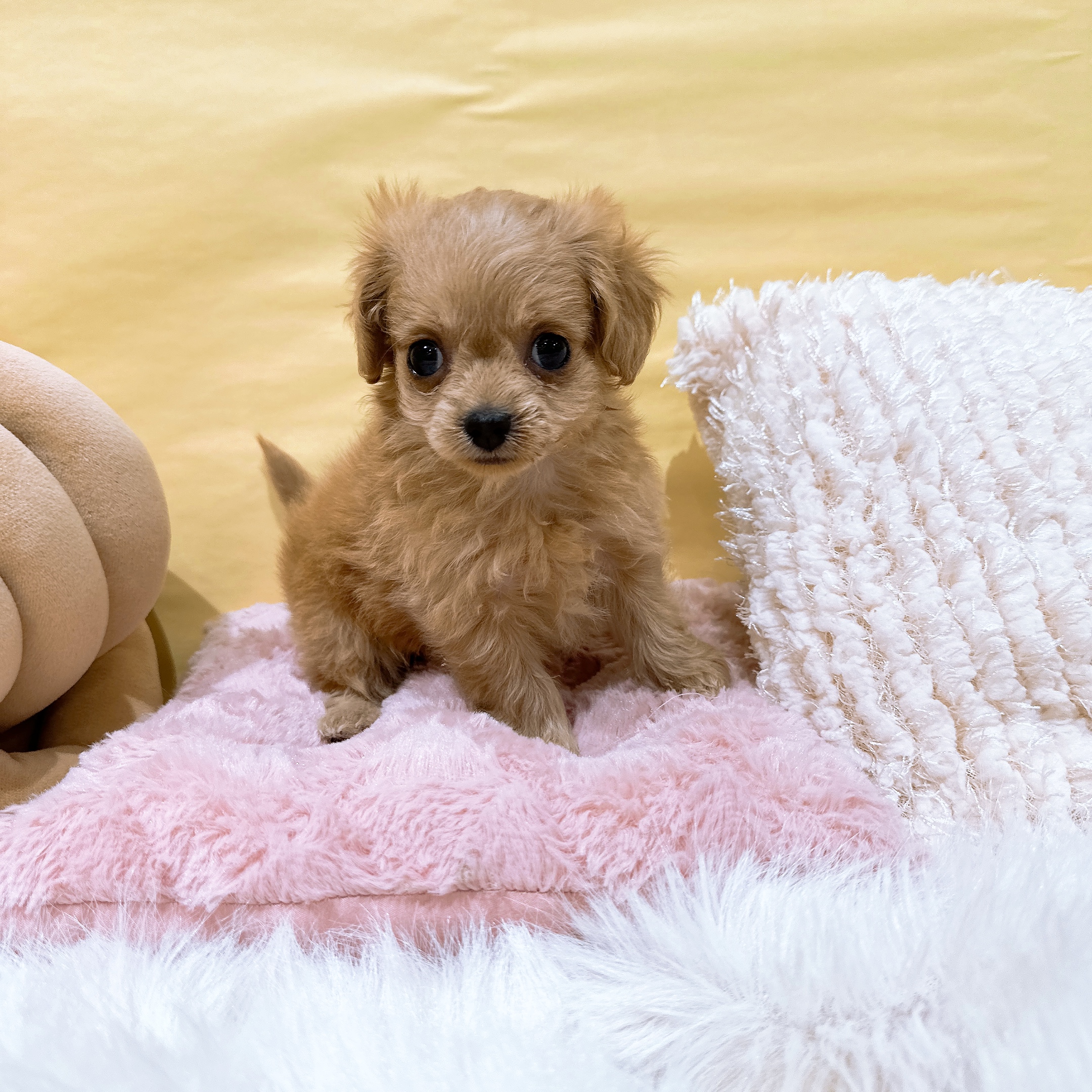 神奈川県のチワプー/プーチー(チワワ×プードル) (犬の家＆猫の里元住吉ブレーメン通り店/2026年2月19日生まれ/女の子/レッド)の子犬の2枚目の画像