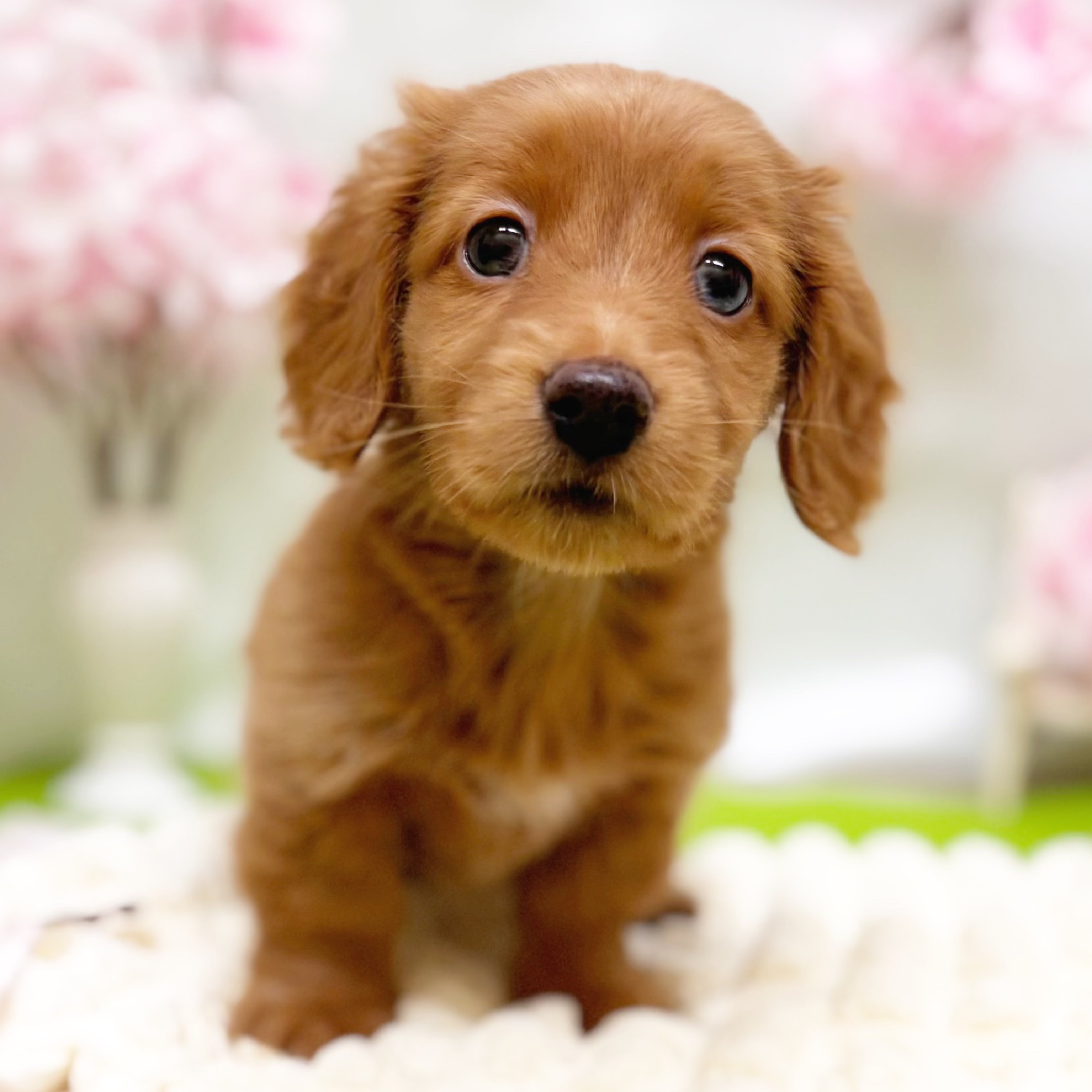 静岡県のミニチュアダックスフンド(ロング) (犬の家＆猫の里藤枝店/2026年2月17日生まれ/男の子/ゴールド)の子犬の2枚目の画像