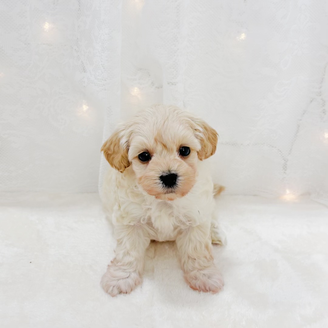 千葉県のマルプー(マルチーズ×プードル) (犬の家＆猫の里BIGHOPガーデンモール印西店/2026年2月23日生まれ/女の子/アプリコット)の子犬の2枚目の画像