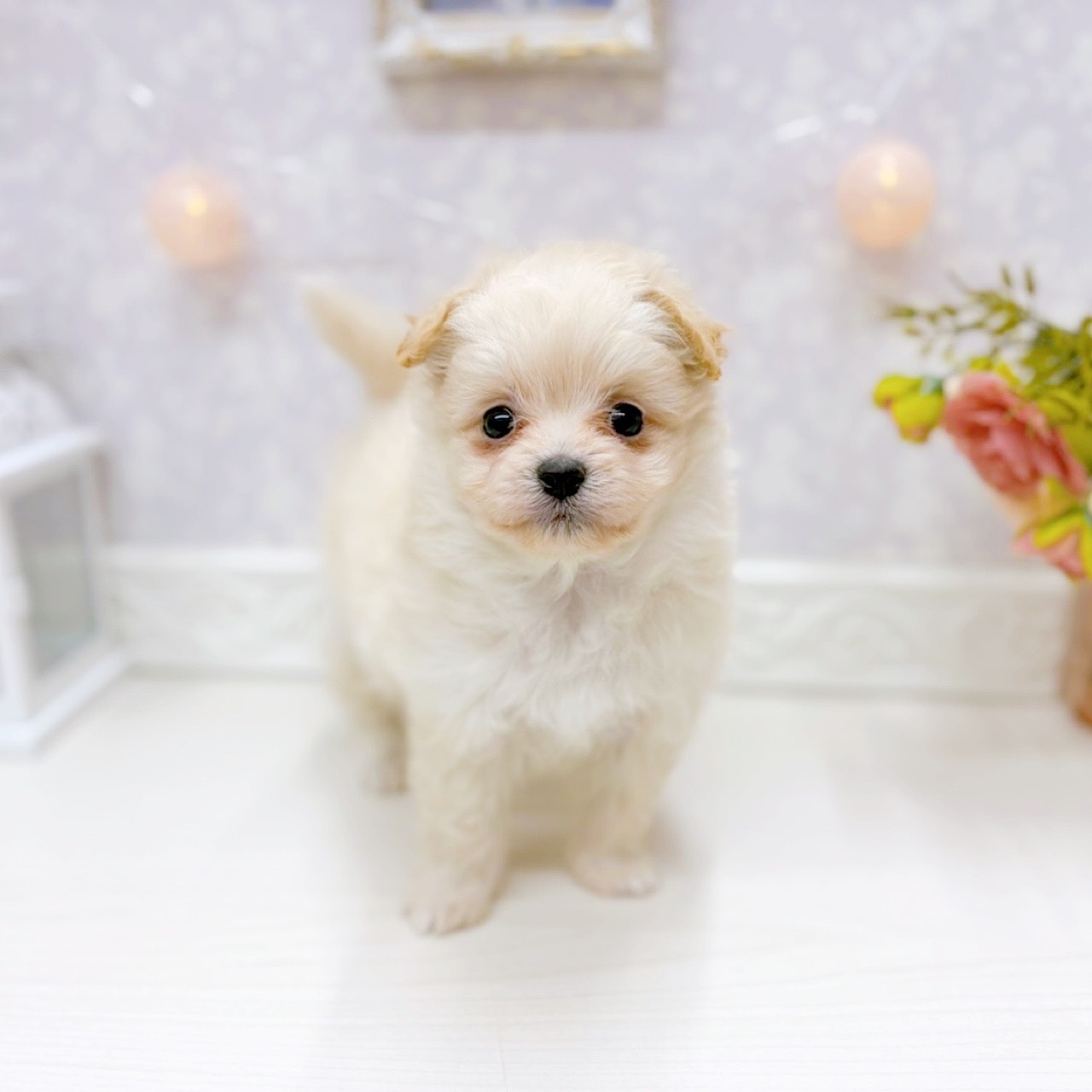 富山県のポメプー(ポメラニアン×プードル) (犬の家＆猫の里アミーゴ山室店/2026年2月24日生まれ/女の子/クリーム)の子犬の1枚目の画像