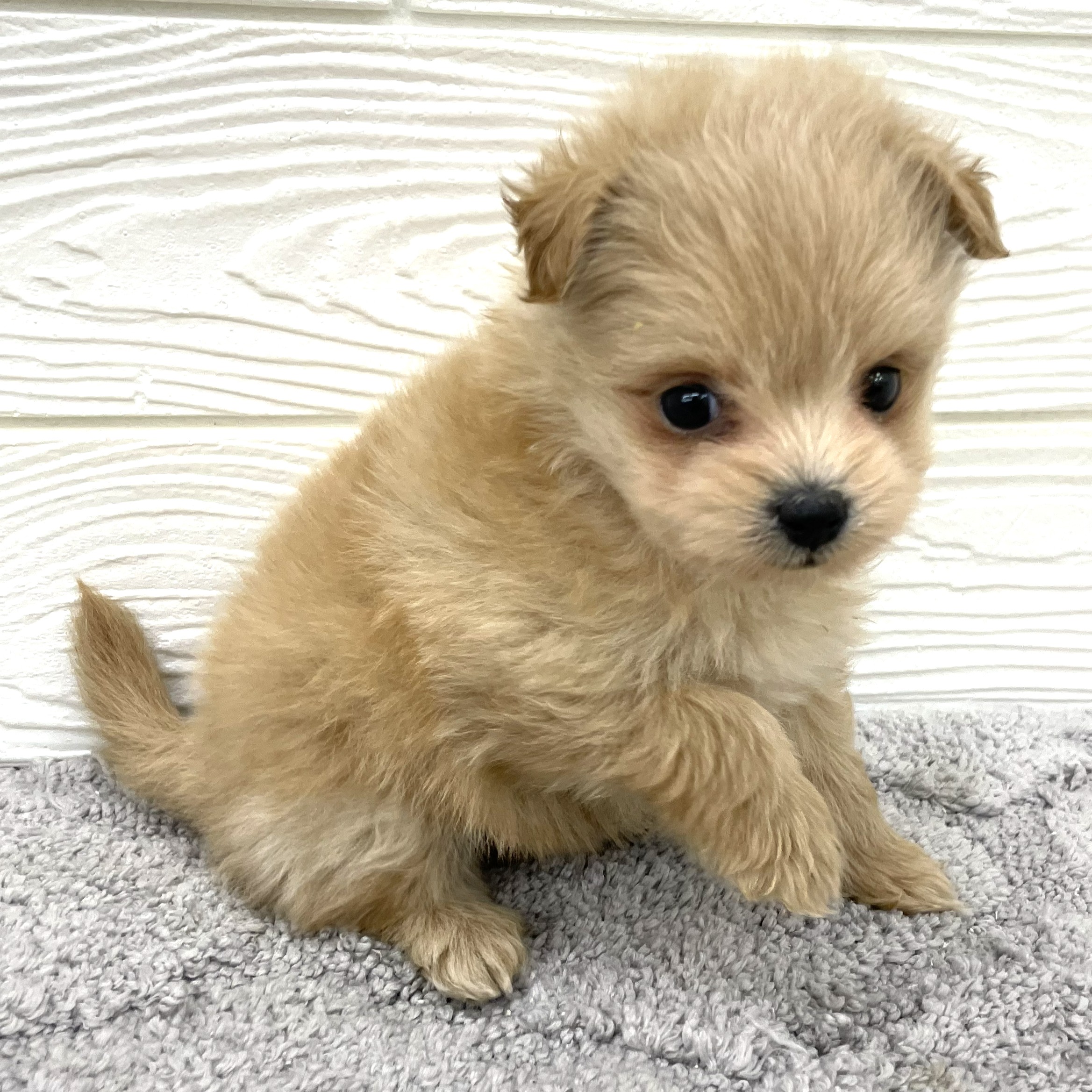 愛知県のポメプー(ポメラニアン×プードル) (犬の家＆猫の里七宝店/2026年2月24日生まれ/女の子/オレンジ)の子犬の2枚目の画像