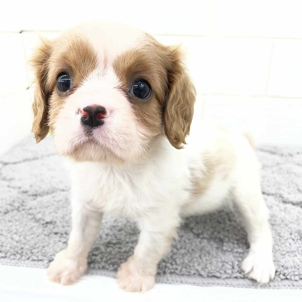 愛知県のキャバリアキングチャールズスパニエル (犬の家＆猫の里七宝店/2026年2月24日生まれ/女の子/ブレンハイム)の子犬の1枚目の画像