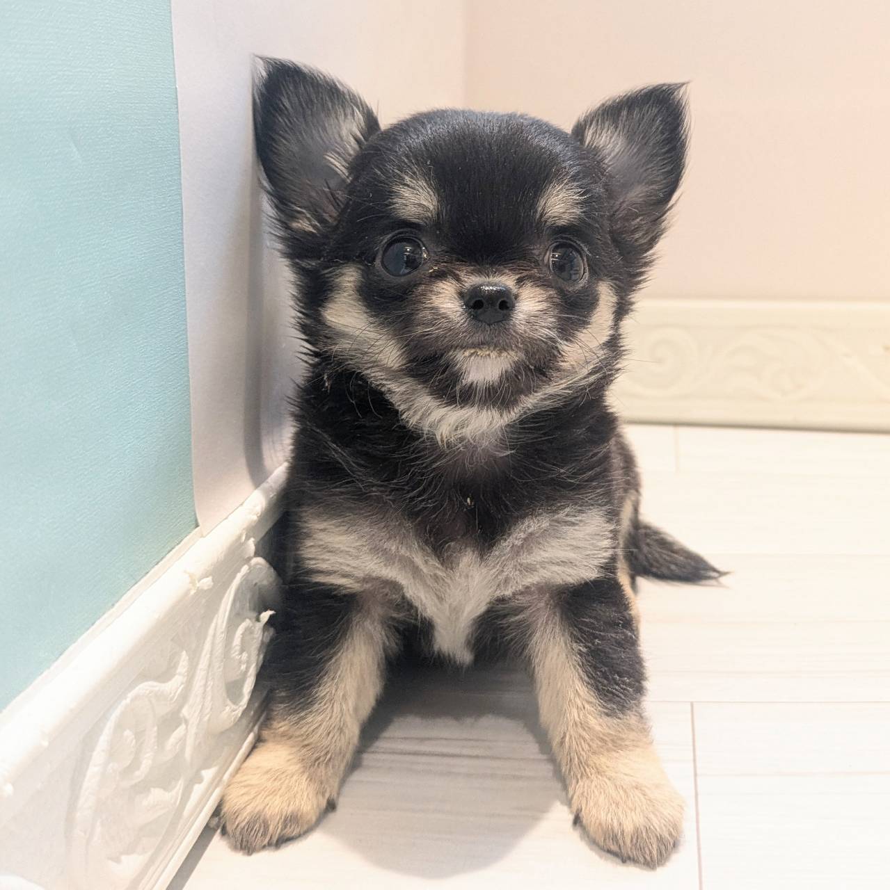 愛知県のチワワ(ロング) (犬の家＆猫の里春日井本店/2026年2月23日生まれ/女の子/ブラックタン)の子犬の2枚目の画像