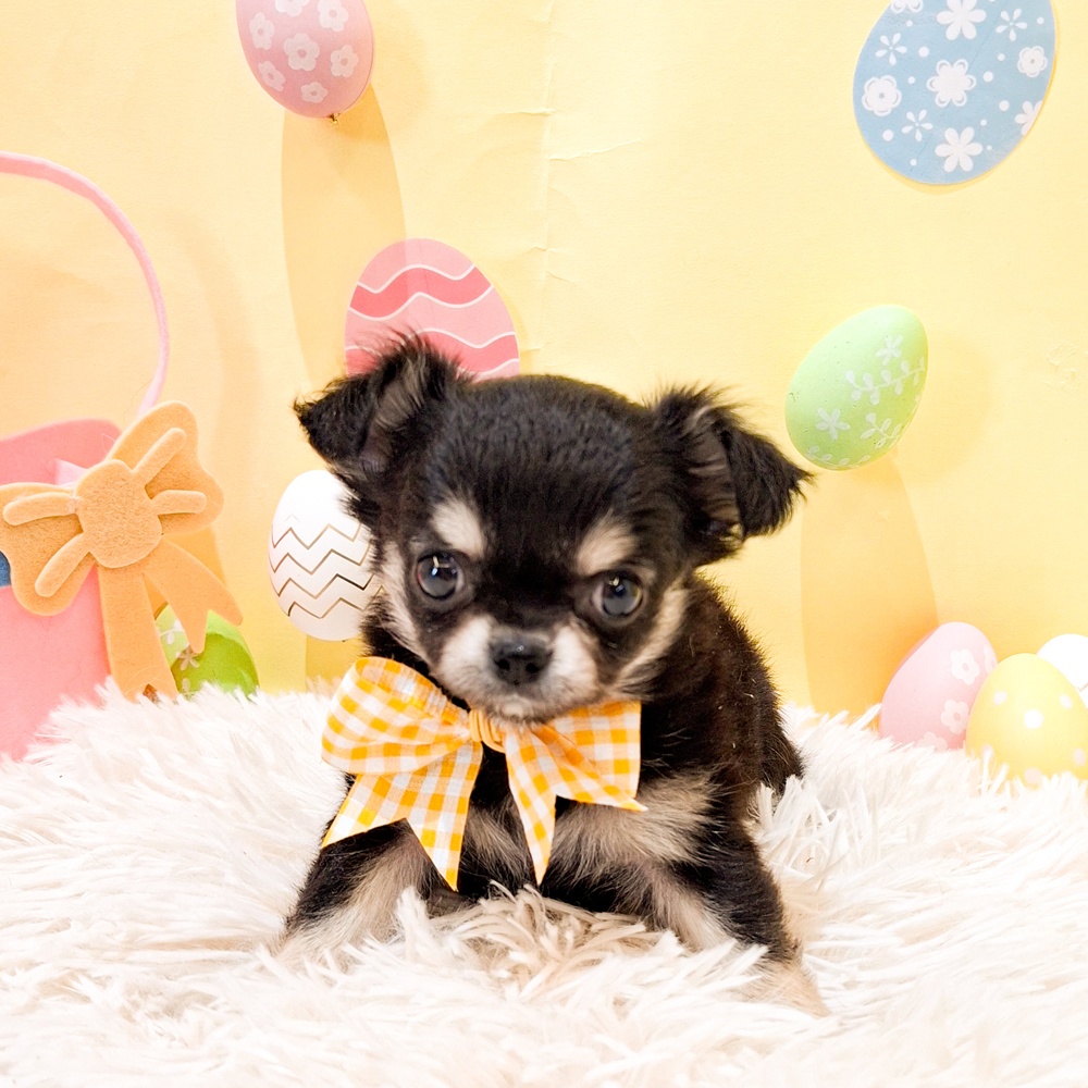 静岡県のチワワ(ロング) (犬の家＆猫の里富士店/2026年2月23日生まれ/女の子/ブラックタン)の子犬の1枚目の画像