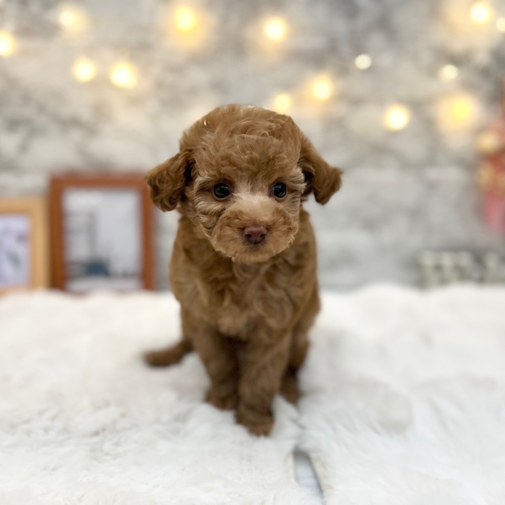 静岡県のトイプードル(トイ) (犬の家＆猫の里MEGAドン・キホーテ袋井店/2026年2月23日生まれ/女の子/アプリコット)の子犬の2枚目の画像