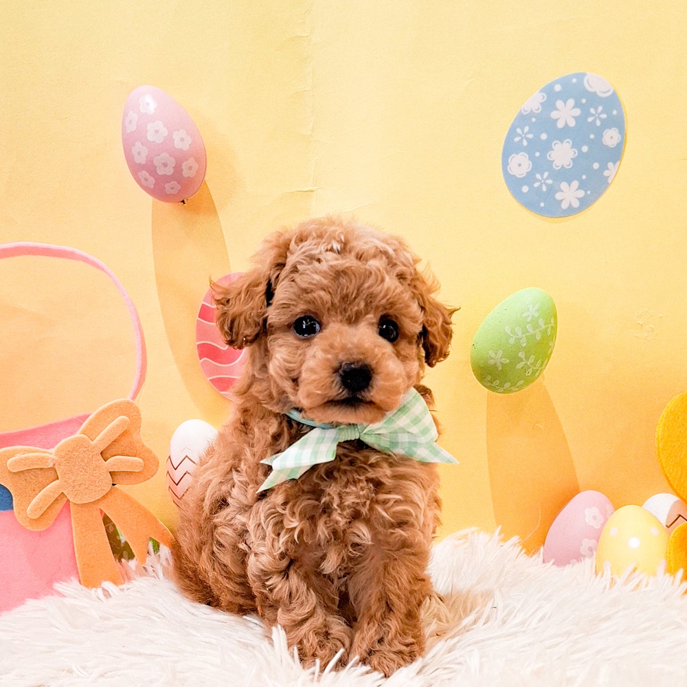 静岡県のトイプードル(トイ) (犬の家＆猫の里富士店/2026年2月23日生まれ/男の子/アプリコット)の子犬の1枚目の画像