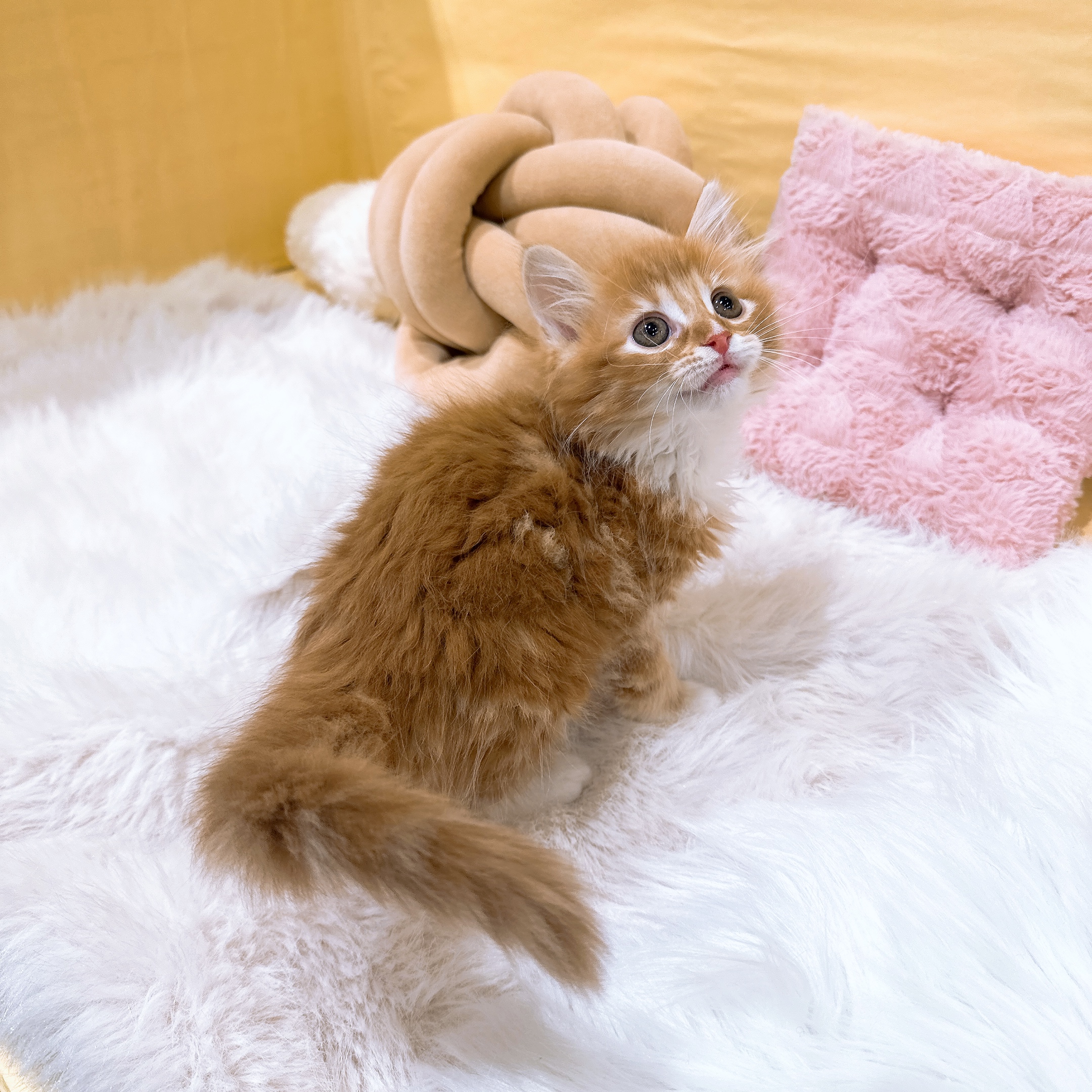 神奈川県のノルウェージャンフォレストキャット (犬の家＆猫の里元住吉ブレーメン通り店/2026年2月22日生まれ/女の子/レッドタビーホワイト)の子猫の2枚目の画像