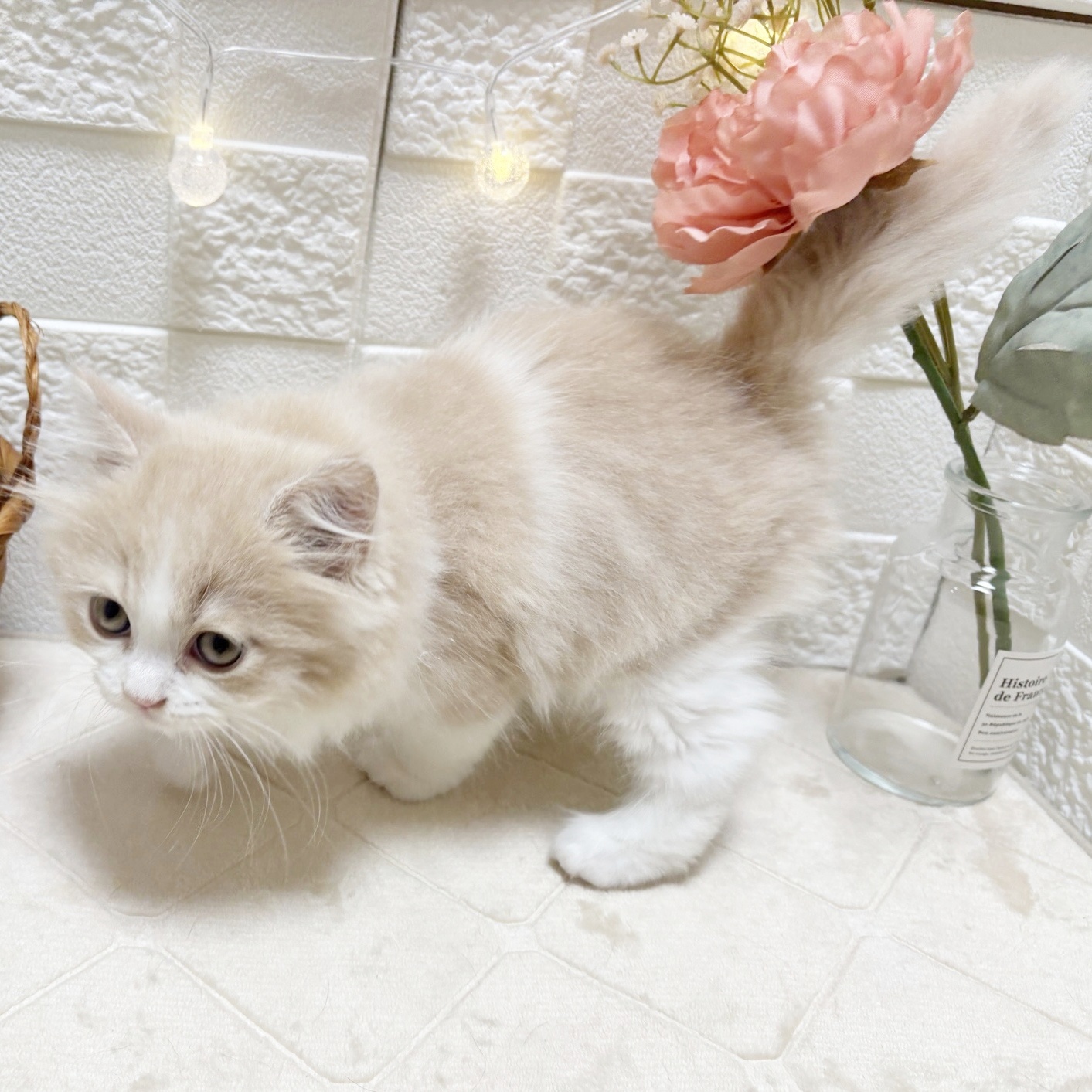 東京都のマンチカン (犬の家＆猫の里ペットフォレスト小平店/2026年2月20日生まれ/男の子/クリームタビーホワイト)の子猫の2枚目の画像