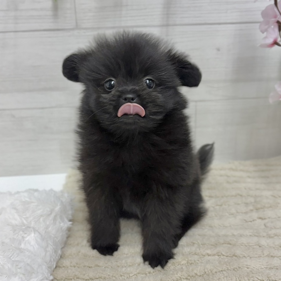 神奈川県のペキポメ/ポメペキ(ペキニーズ×ポメラニアン) (犬の家＆猫の里相模原店/2026年2月21日生まれ/女の子/ブラック)の子犬の2枚目の画像