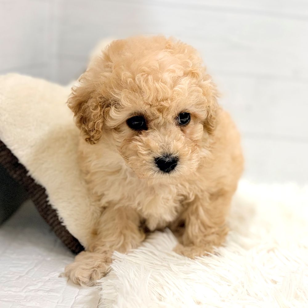 愛知県のトイプードル(トイ) (犬の家＆猫の里豊田店/2026年2月23日生まれ/女の子/アプリコット)の子犬の2枚目の画像