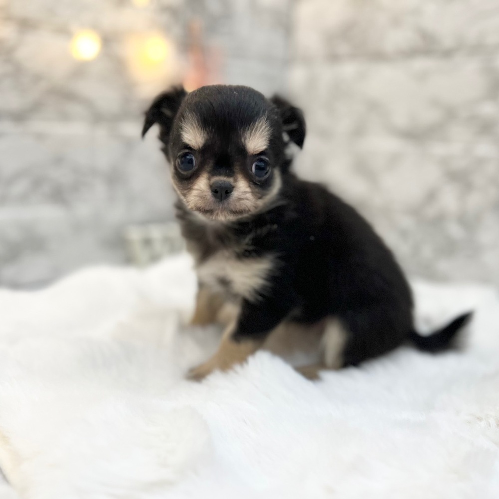 静岡県のチワワ(ロング) (犬の家＆猫の里MEGAドン・キホーテ袋井店/2026年2月24日生まれ/女の子/ブラックタンホワイト)の子犬の1枚目の画像