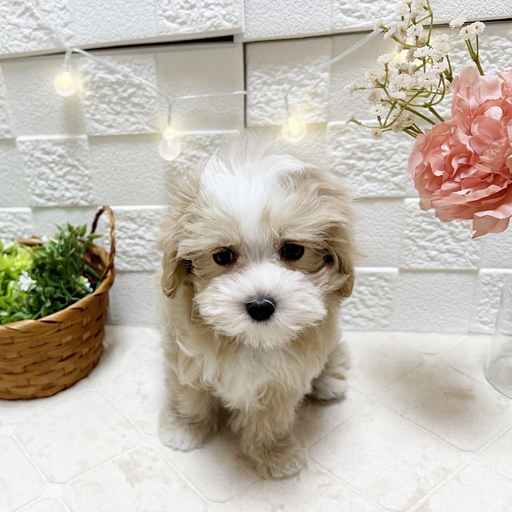 東京都のマルプー(マルチーズ×プードル) (犬の家＆猫の里ペットフォレスト小平店/2026年2月19日生まれ/男の子/クリーム)の子犬の2枚目の画像