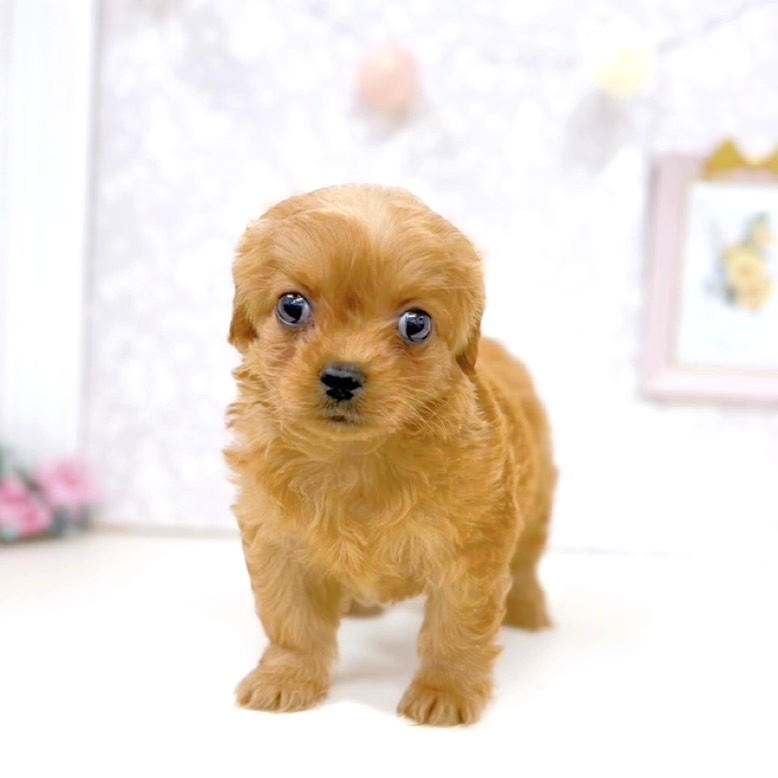 富山県のチワプー/プーチー(チワワ×プードル) (犬の家＆猫の里アミーゴ高岡蓮花寺店/2026年2月21日生まれ/男の子/レッド)の子犬の1枚目の画像