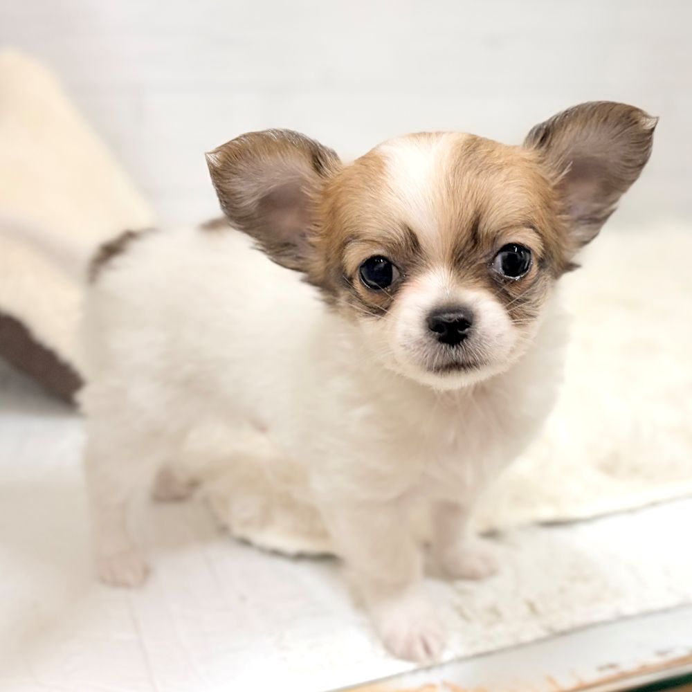 愛知県のチワワ(ロング) (犬の家＆猫の里豊田店/2026年2月23日生まれ/男の子/ホワイトレッド)の子犬の2枚目の画像