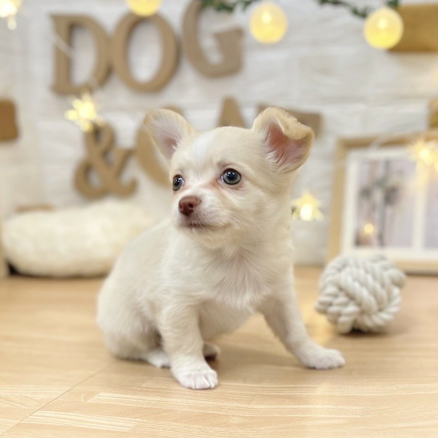 千葉県のチワワ(ロング) (犬の家＆猫の里ワンズモール稲毛店/2026年2月23日生まれ/男の子/クリームホワイト)の子犬の2枚目の画像