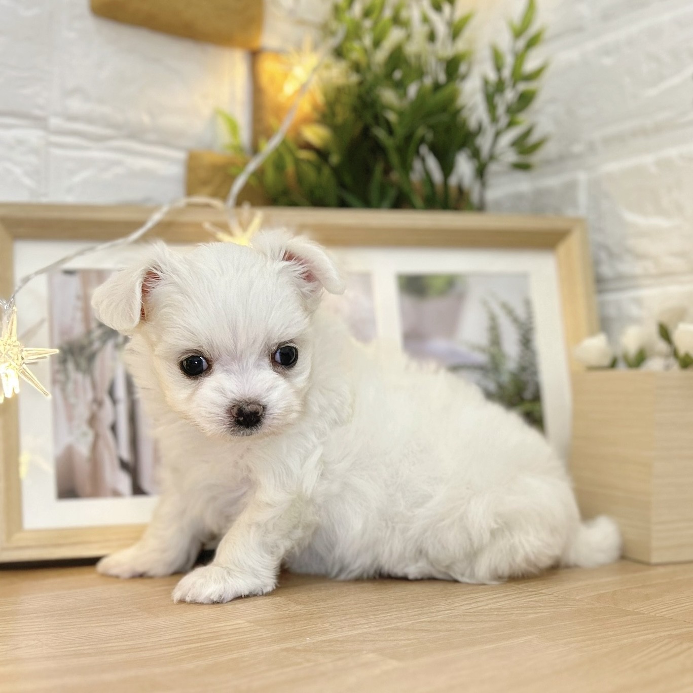千葉県のチワマル/マルチワ(チワワ×マルチーズ) (犬の家＆猫の里ワンズモール稲毛店/2026年2月21日生まれ/女の子/ホワイト)の子犬の2枚目の画像