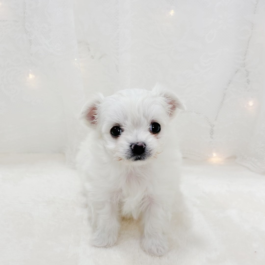 千葉県のチワマル/マルチワ(チワワ×マルチーズ) (犬の家＆猫の里BIGHOPガーデンモール印西店/2026年2月21日生まれ/女の子/ホワイト)の子犬の1枚目の画像