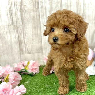 神奈川県のトイプードル(トイ) (犬の家＆猫の里小田原店/2026年2月22日生まれ/女の子/レッド)の子犬の1枚目の画像