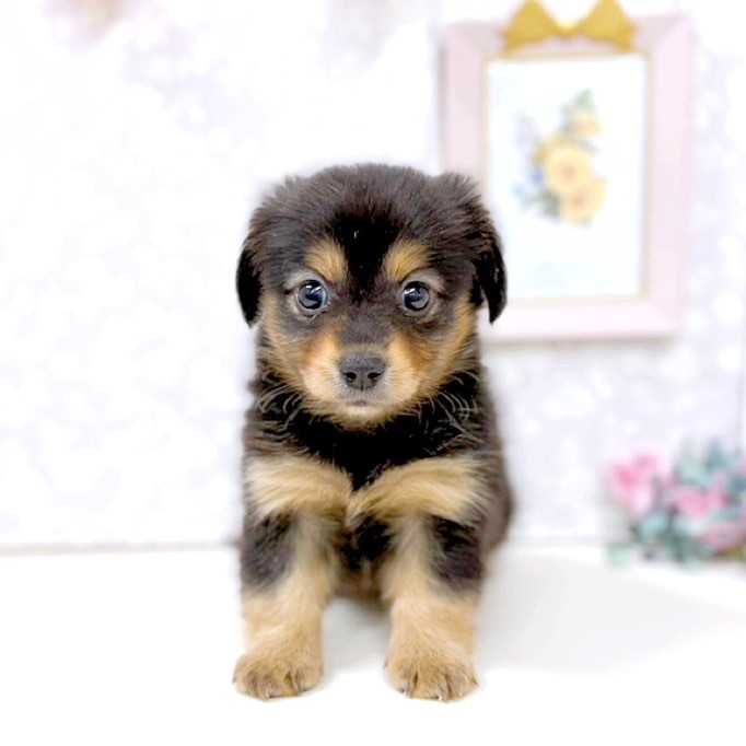富山県のポメックス(ポメラニアン×ダックス) (犬の家＆猫の里アミーゴ高岡蓮花寺店/2026年2月18日生まれ/女の子/ブラックタン)の子犬