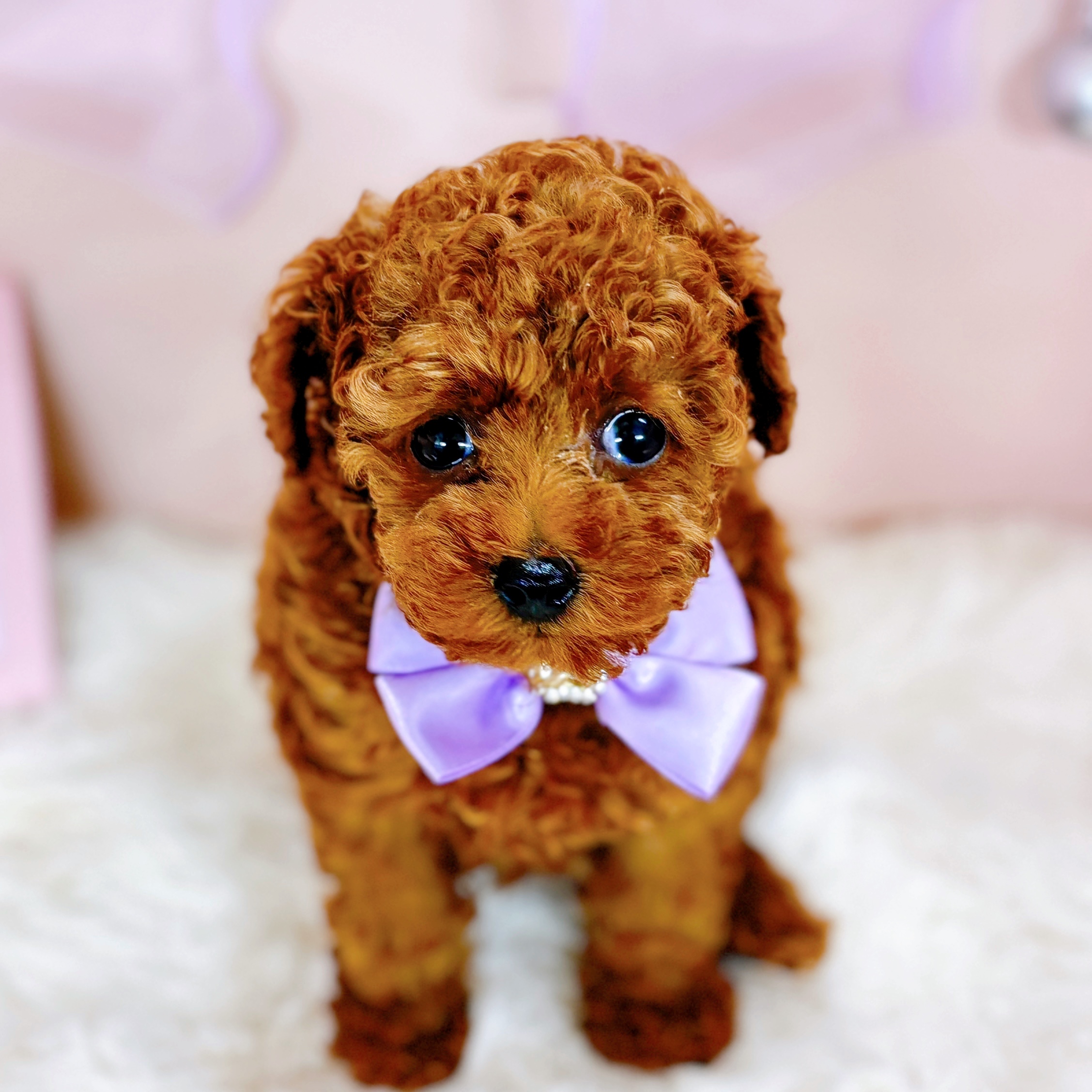 福井県のトイプードル(トイ) (犬の家＆猫の里アミーゴ福井大和田店/2026年2月23日生まれ/女の子/レッド)の子犬の1枚目の画像