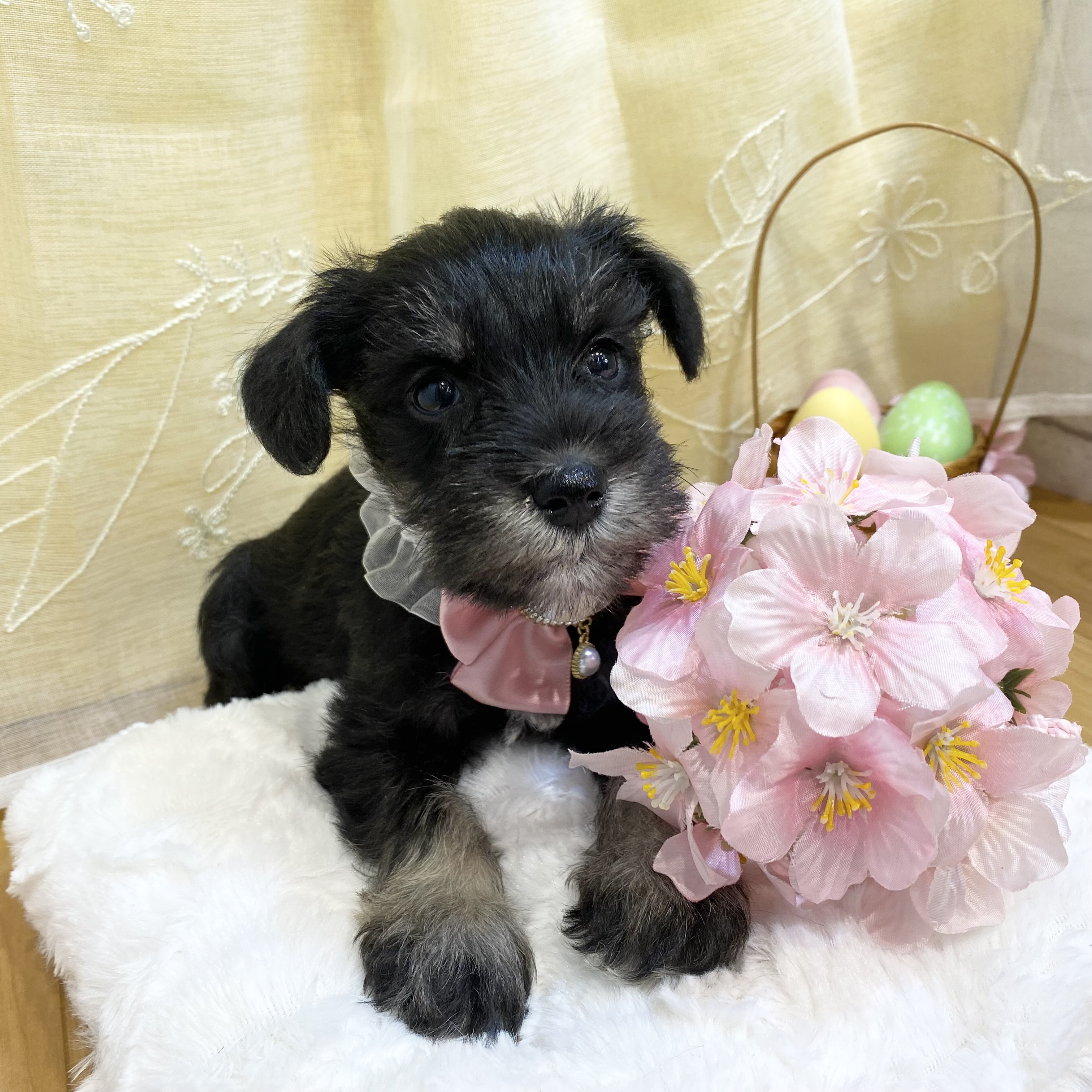 長野県のミニチュアシュナウザー (犬の家＆猫の里カインズ梓川店/2026年2月21日生まれ/女の子/ブラックシルバー)の子犬の2枚目の画像