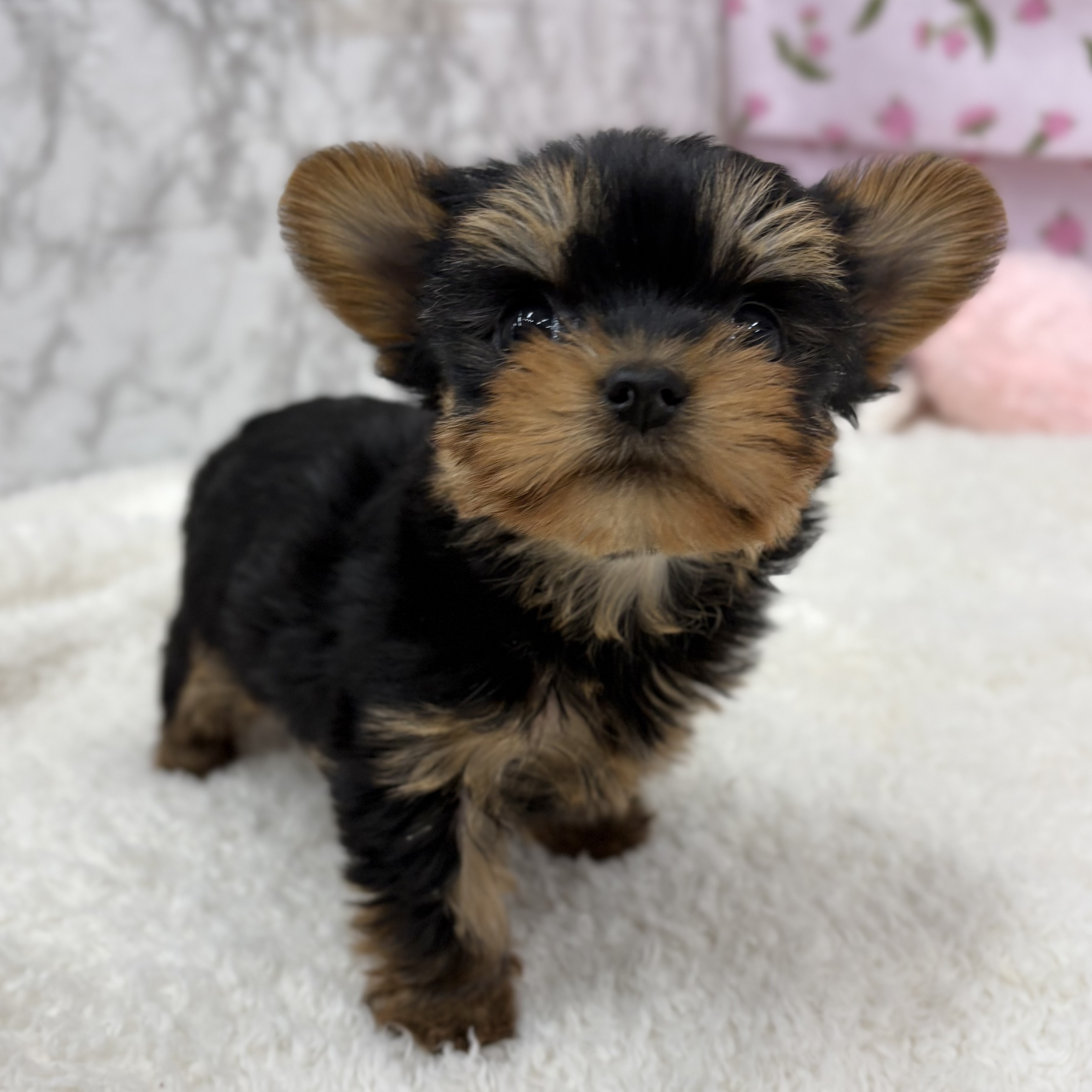 愛知県のヨークシャーテリア (犬の家＆猫の里エアポートウォーク店/2026年2月23日生まれ/女の子/スチールブルータン)の子犬の2枚目の画像