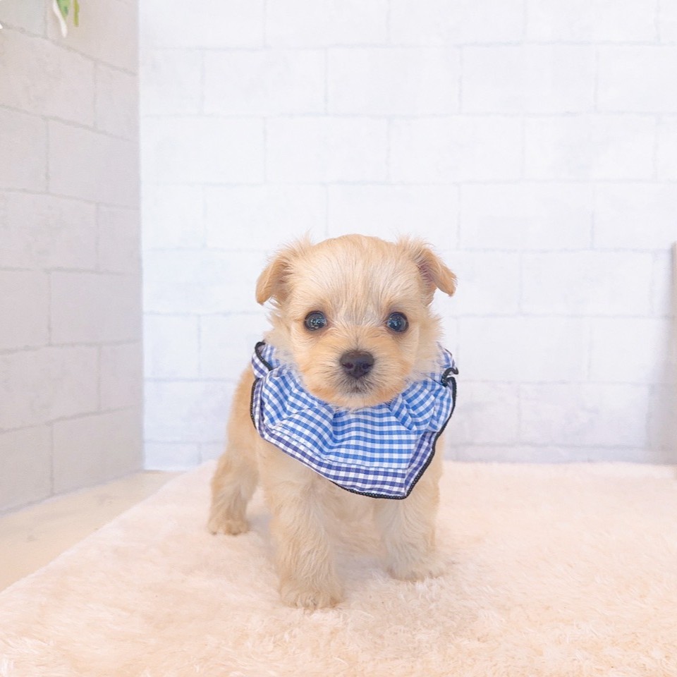 石川県のチワプー/プーチー(チワワ×プードル) (犬の家＆猫の里金沢店/2026年2月22日生まれ/男の子/クリーム)の子犬の2枚目の画像