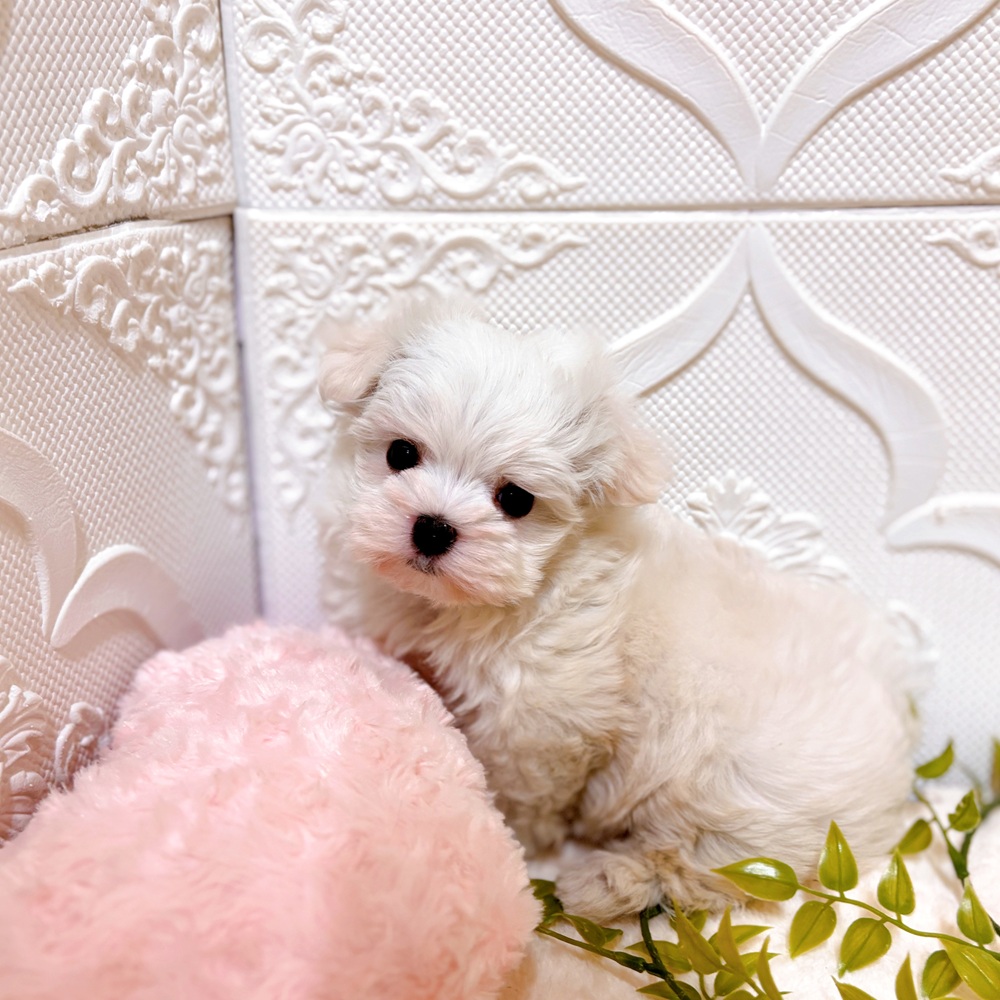 愛知県のマルチーズ (犬の家＆猫の里岡崎店/2026年2月22日生まれ/女の子/ホワイト)の子犬の2枚目の画像