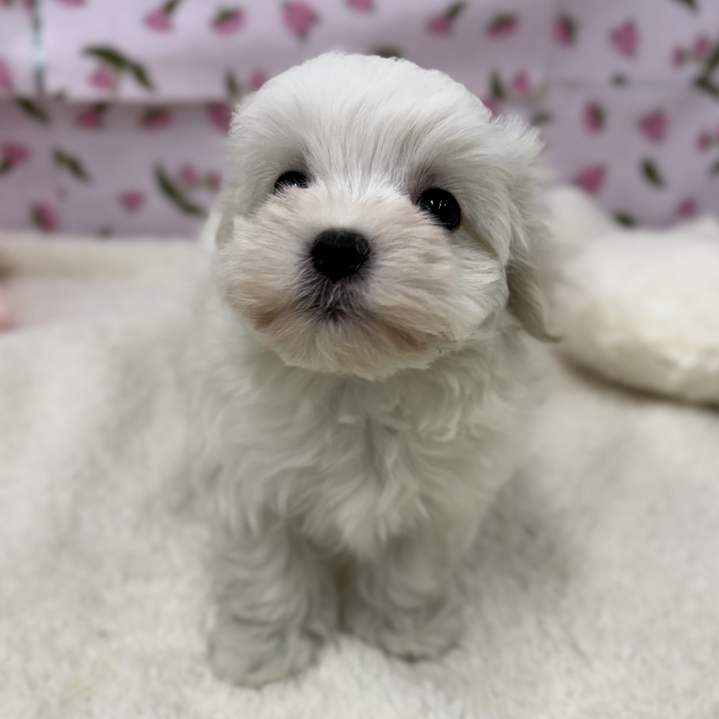 愛知県のマルチーズ (犬の家＆猫の里エアポートウォーク店/2026年2月22日生まれ/女の子/ホワイト)の子犬の2枚目の画像