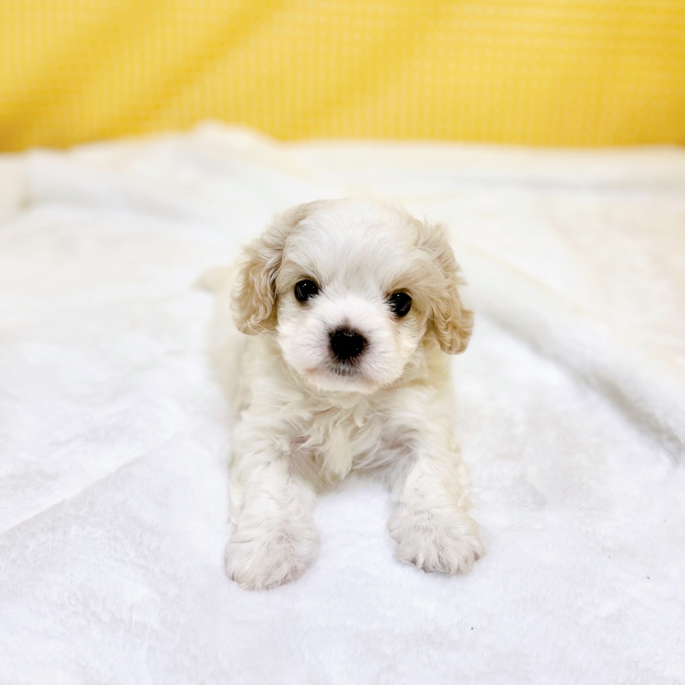 愛知県のハーフ犬・ミックス犬 (犬の家＆猫の里一宮店/2026年2月23日生まれ/男の子/ブレンハイム)の子犬の2枚目の画像