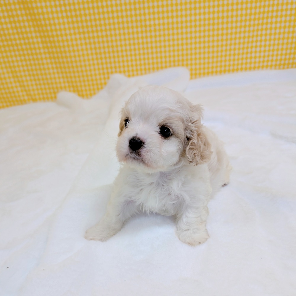 愛知県のハーフ犬・ミックス犬 (犬の家＆猫の里一宮店/2026年2月23日生まれ/男の子/ブレンハイム)の子犬の2枚目の画像