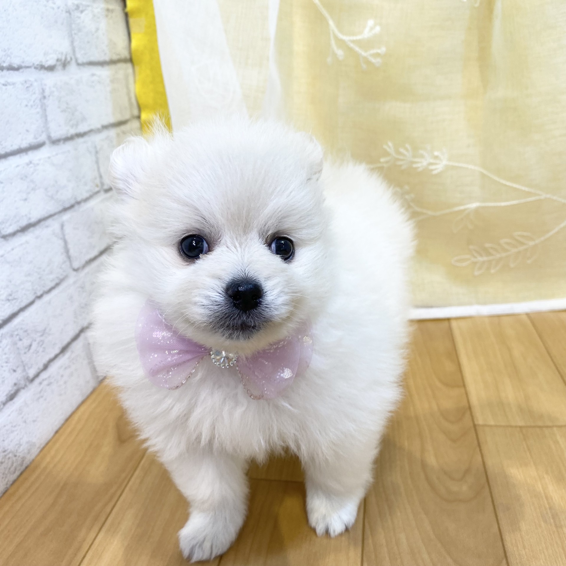 長野県のポメラニアン (犬の家＆猫の里カインズ梓川店/2026年2月22日生まれ/女の子/クリーム)の子犬の2枚目の画像