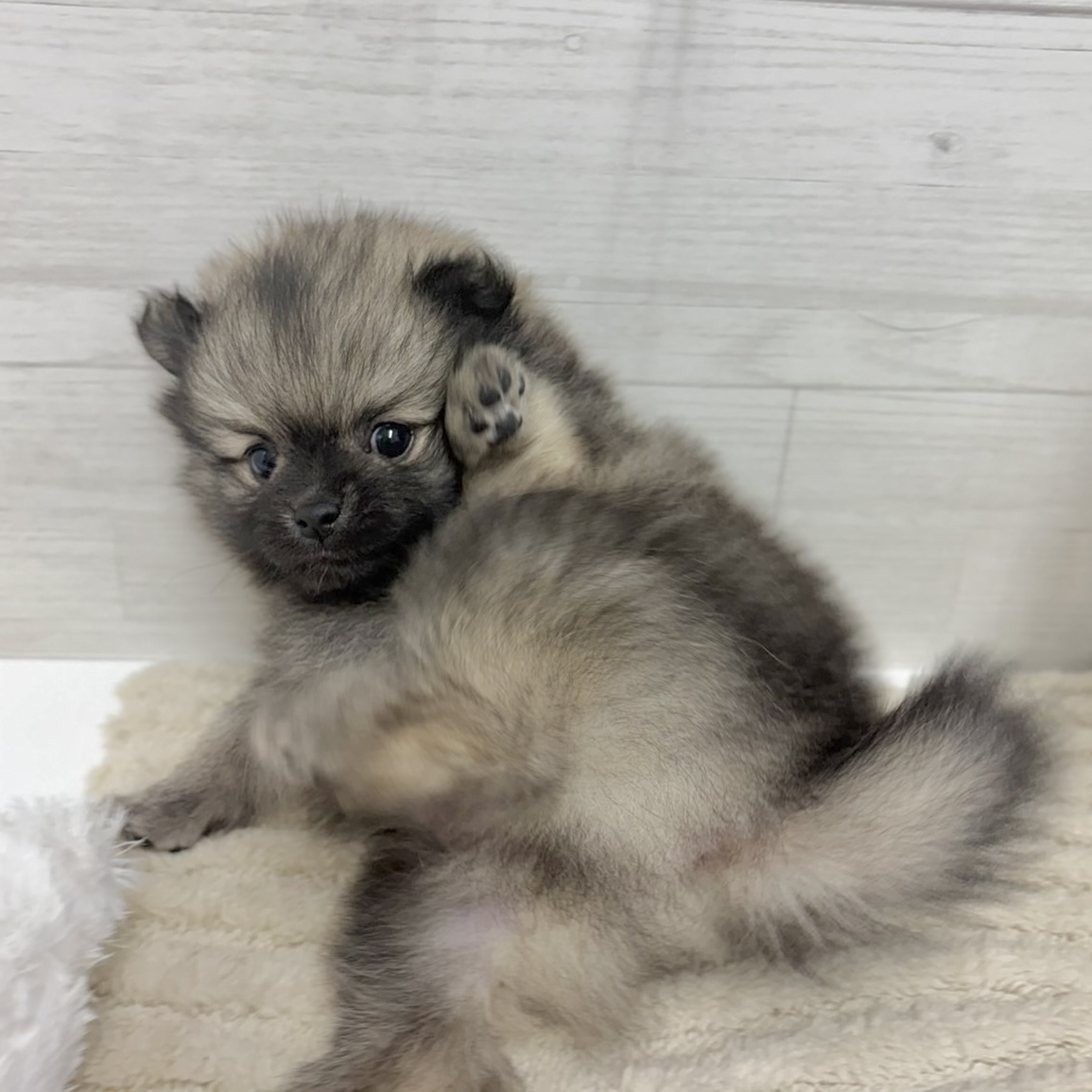 神奈川県のポメラニアン (犬の家＆猫の里相模原店/2026年2月22日生まれ/男の子/オレンジ)の子犬の2枚目の画像