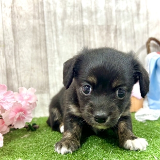 神奈川県のチワックス(チワワ×ダックス) (犬の家＆猫の里小田原店/2026年2月23日生まれ/女の子/ブラックタン)の子犬の1枚目の画像