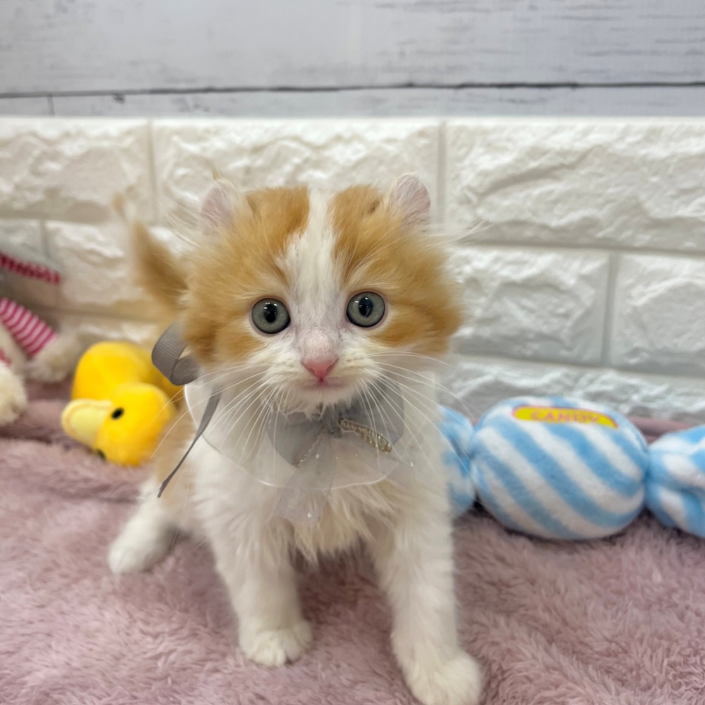 静岡県のアメリカンカール (犬の家＆猫の里アミーゴ浜松和田店/2026年2月23日生まれ/男の子/レッドホワイト)の子猫の2枚目の画像