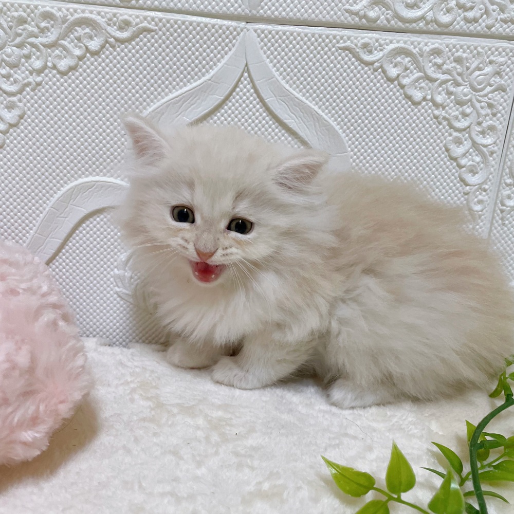 愛知県のサイベリアン (犬の家＆猫の里岡崎店/2026年2月22日生まれ/男の子/クリームタビー)の子猫の2枚目の画像