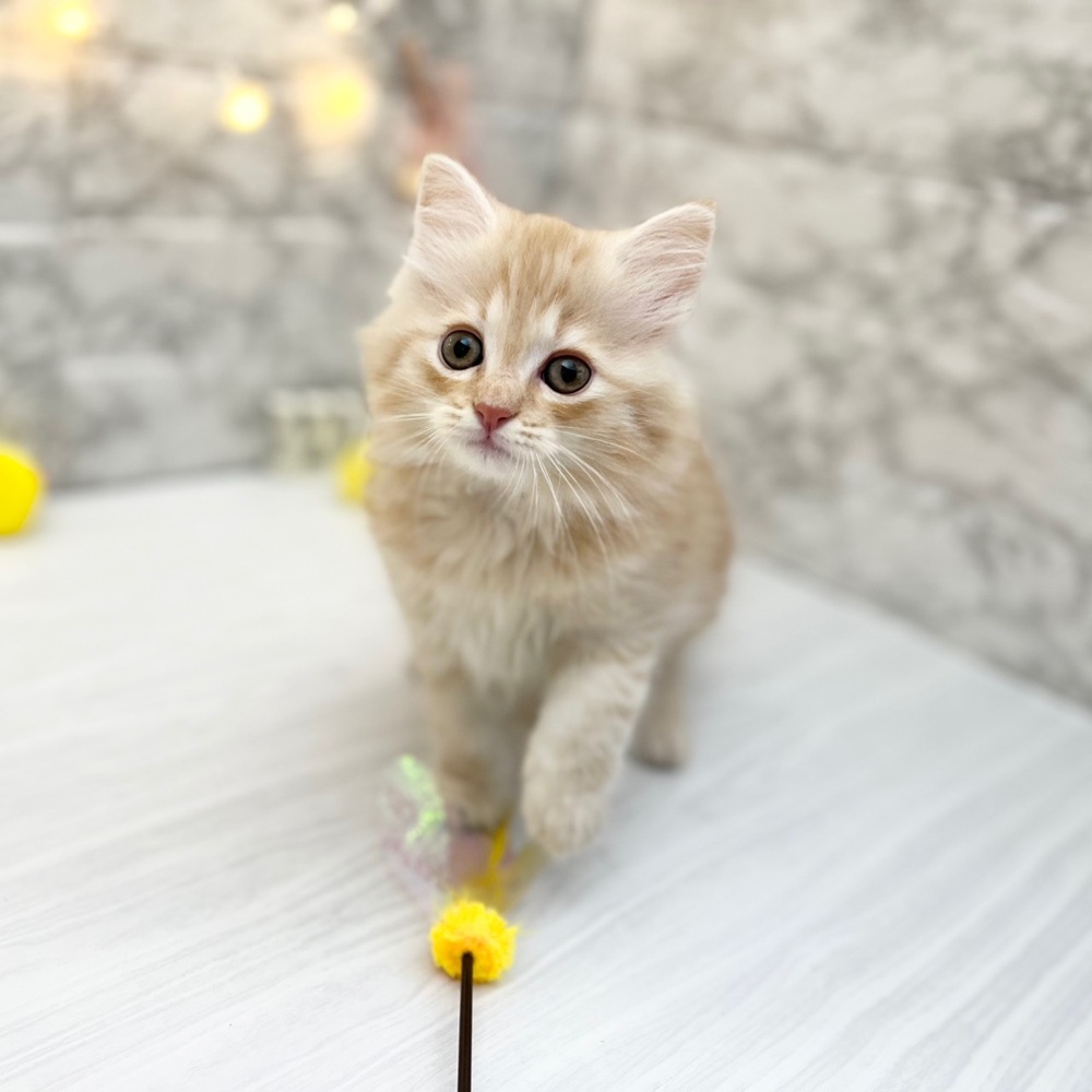 静岡県のサイベリアン (犬の家＆猫の里MEGAドン・キホーテ袋井店/2026年2月22日生まれ/男の子/クリームタビー)の子猫の2枚目の画像