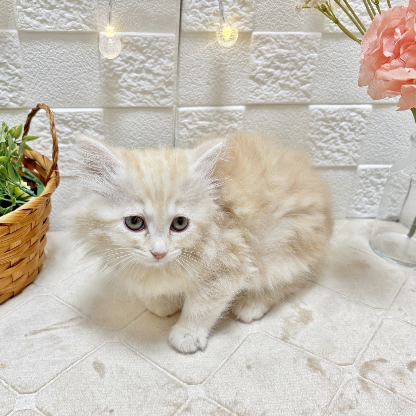 東京都のサイベリアン (犬の家＆猫の里ペットフォレスト小平店/2026年2月22日生まれ/女の子/クリームタビー)の子猫の2枚目の画像