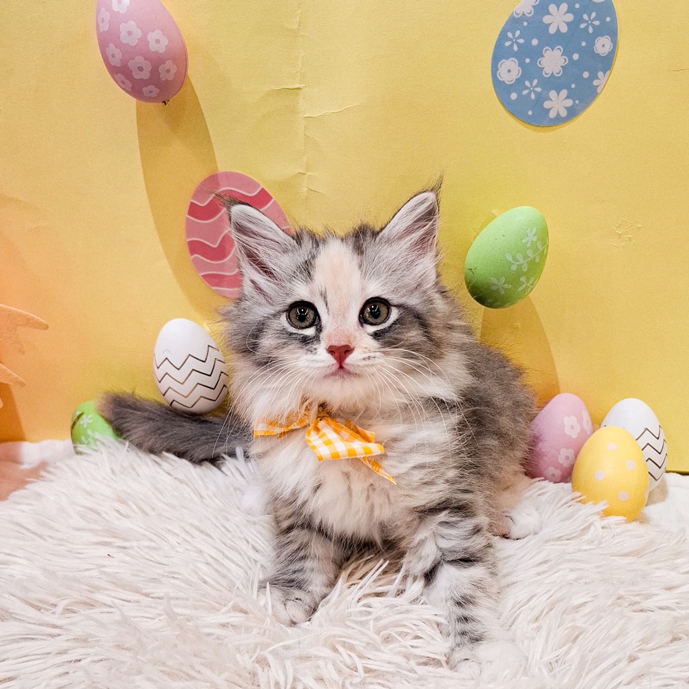 静岡県のサイベリアン (犬の家＆猫の里富士店/2026年2月15日生まれ/女の子/ダイリュートキャリコ)の子猫の1枚目の画像