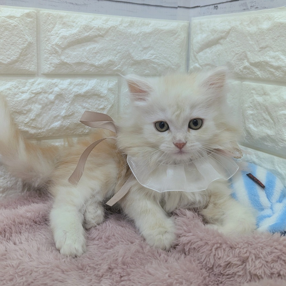 静岡県のサイベリアン (犬の家＆猫の里アミーゴ浜松和田店/2026年2月22日生まれ/男の子/クリームタビー)の子猫の1枚目の画像