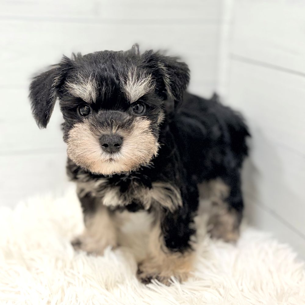 愛知県のミニチュアシュナウザー (犬の家＆猫の里豊田店/2026年2月23日生まれ/男の子/ブラックシルバー)の子犬の2枚目の画像