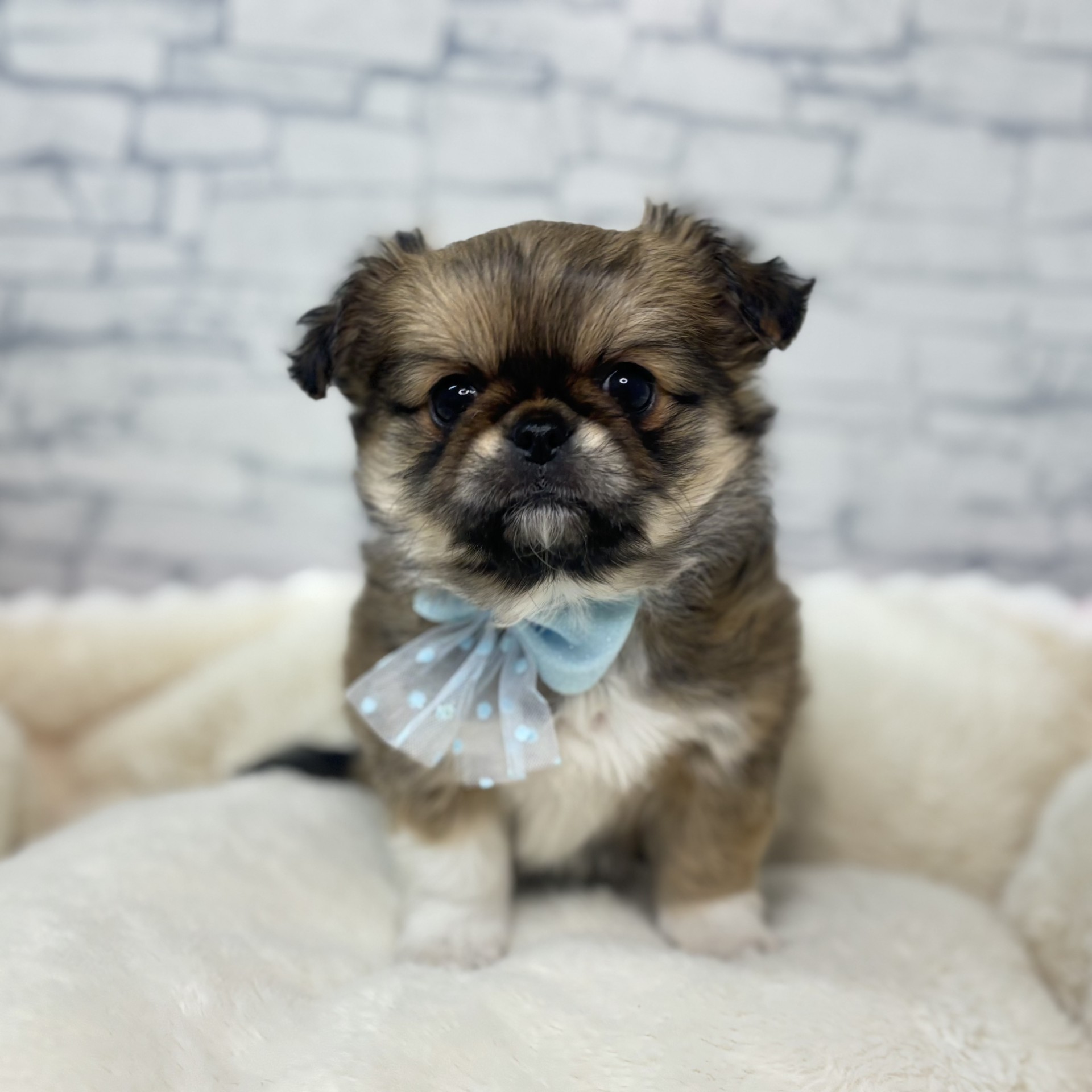 ハーフ犬女の子の写真