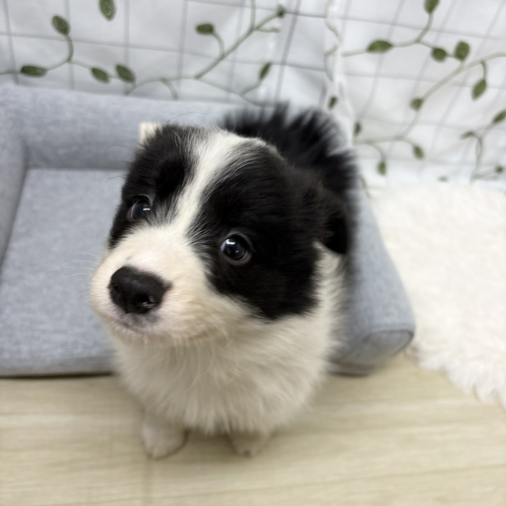 長野県のボーダーコリー (犬の家＆猫の里塩尻店/2026年2月21日生まれ/男の子/ブラックホワイト)の子犬の2枚目の画像