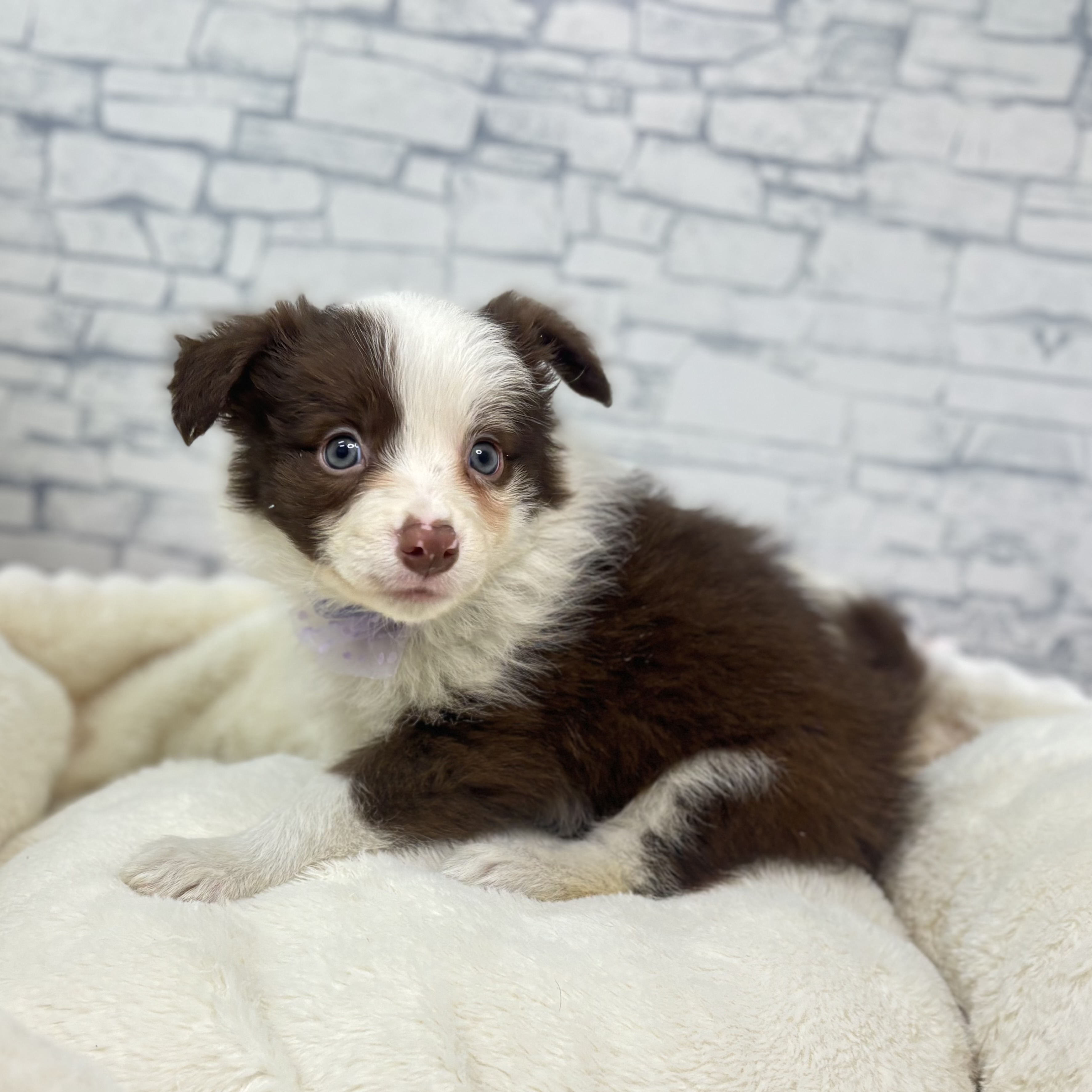 長野県のボーダーコリー (犬の家＆猫の里長野店/2026年2月21日生まれ/女の子/チョコレートホワイト)の子犬の2枚目の画像