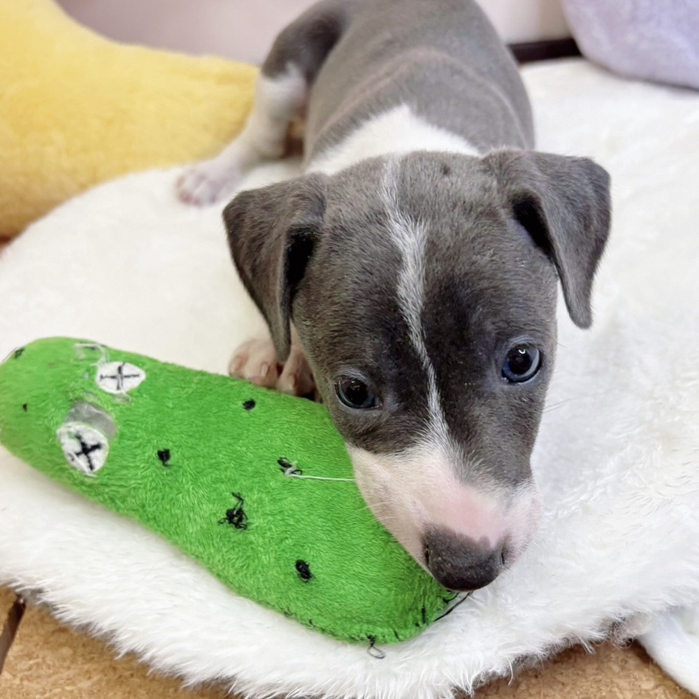 静岡県のイタリアングレーハウンド (犬の家＆猫の里マークイズ静岡店/2026年2月24日生まれ/男の子/ブルーホワイト)の子犬の2枚目の画像
