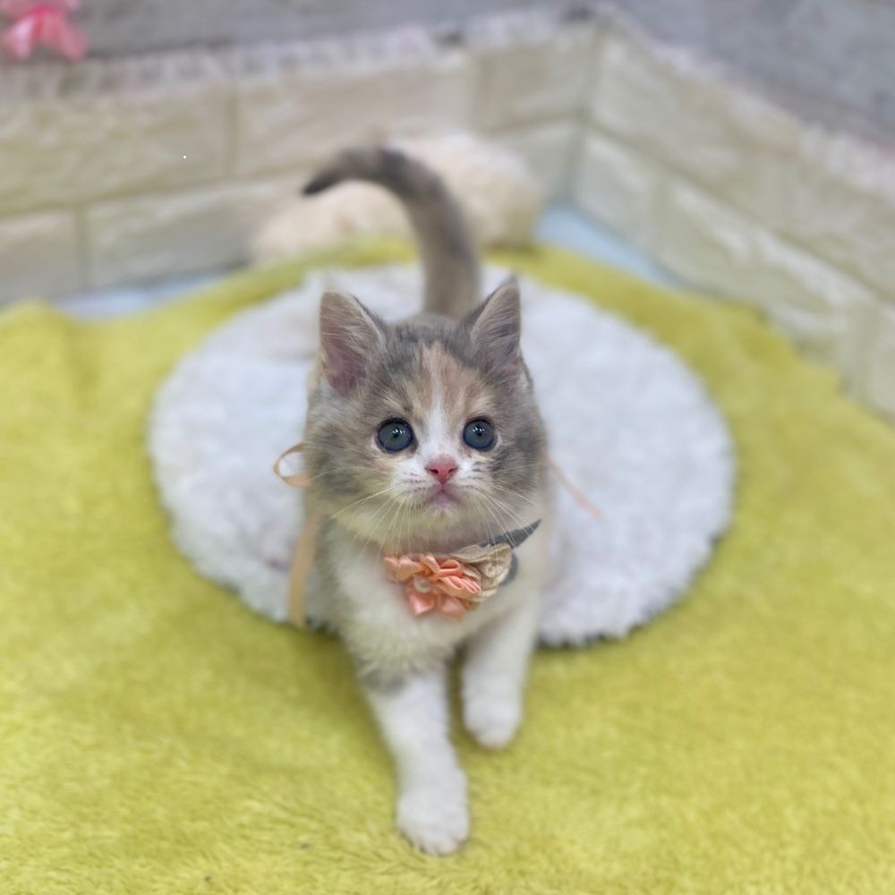 静岡県のスコティッシュストレート (犬の家＆猫の里プレ葉ウォーク浜北店/2026年2月24日生まれ/女の子/ダイリュートキャリコ)の子猫の2枚目の画像